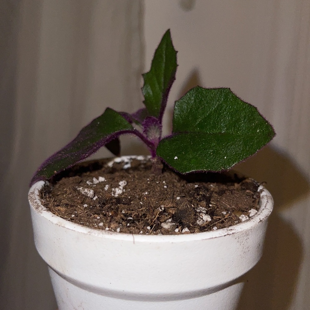 Live!!!  Purple Velvet Potted Plant - Picture 11 of 14